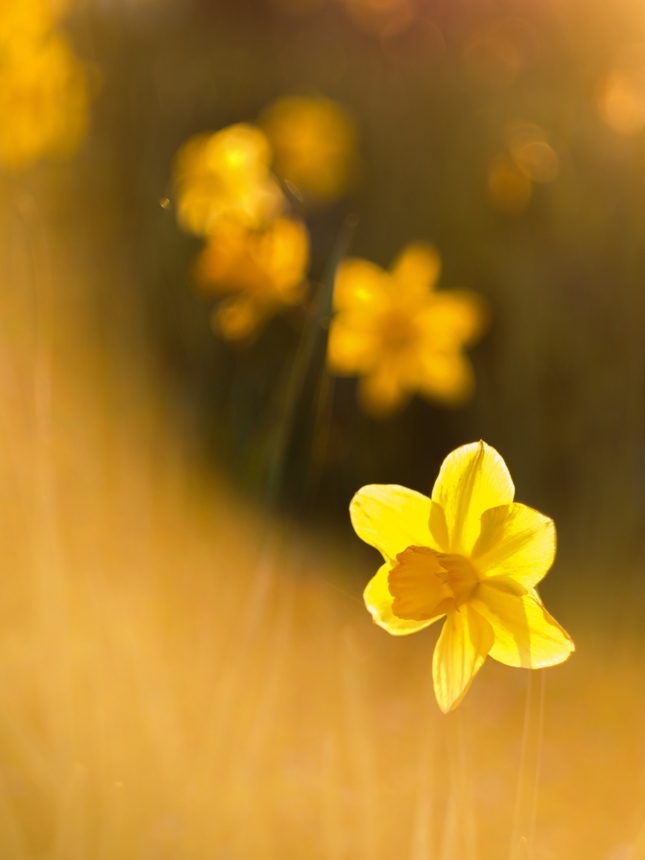 Narcis slnkom zaliaty