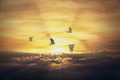 Shades of Sunrise