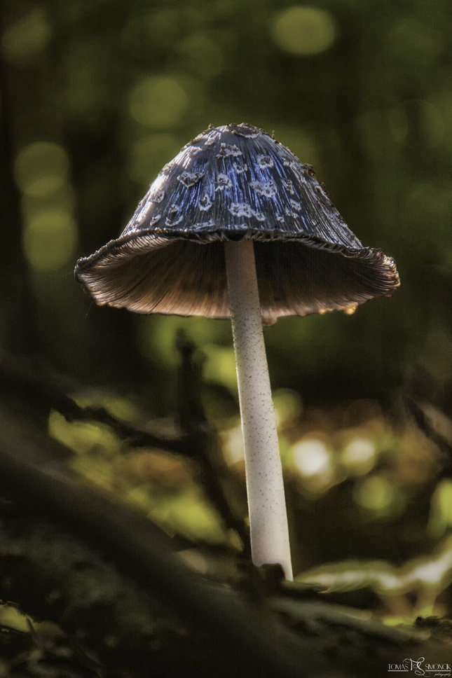 "Magic" mushroom
