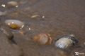 Shells2