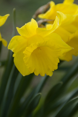 Tittesworth Reservoir Daffodil