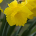 Tittesworth Reservoir Daffodil