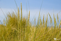 Grass2