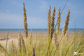 Grass