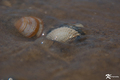 Shells3