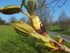 Spring in UK