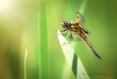 dragonfly