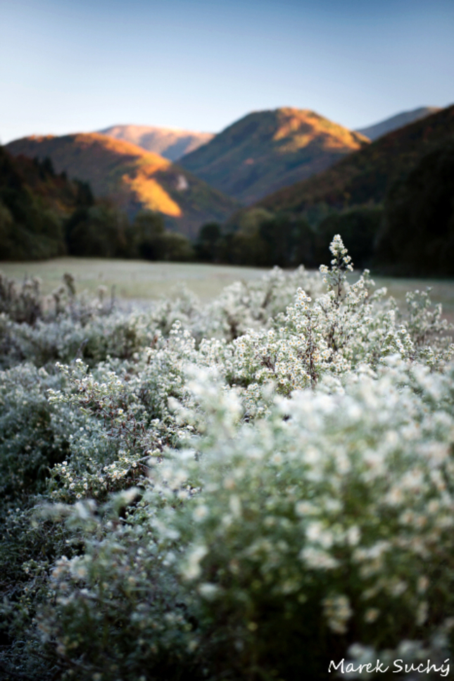 OKT II.