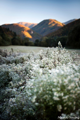 OKT II.