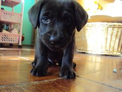 Tia