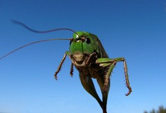 Skokan