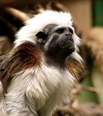 Tamarín pinčí (Saguinus oedipus)