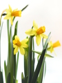 Narcis