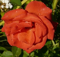 ruža