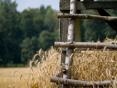 POLE