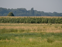 KUKURICA