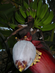 Exotika