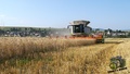 Žatva