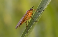 Komar