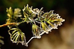 The frozen
