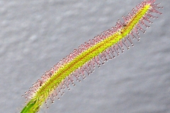 Drosera capensis