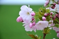 Sakura - kvety