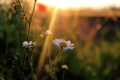 v jeden podvečer...