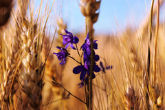klasy v objatí slnka ...