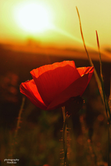 divý mak pri západe slnka ..