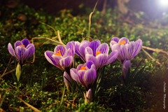 krókusy