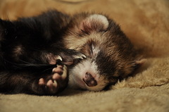 sladké sníčky.... Nadine