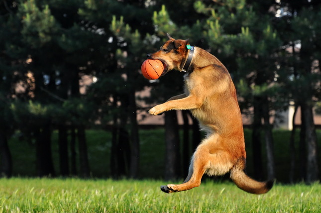 kangaroo dog