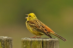 strnádka obyčajná