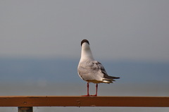 zasnený pohľad čajky