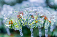Ice coat