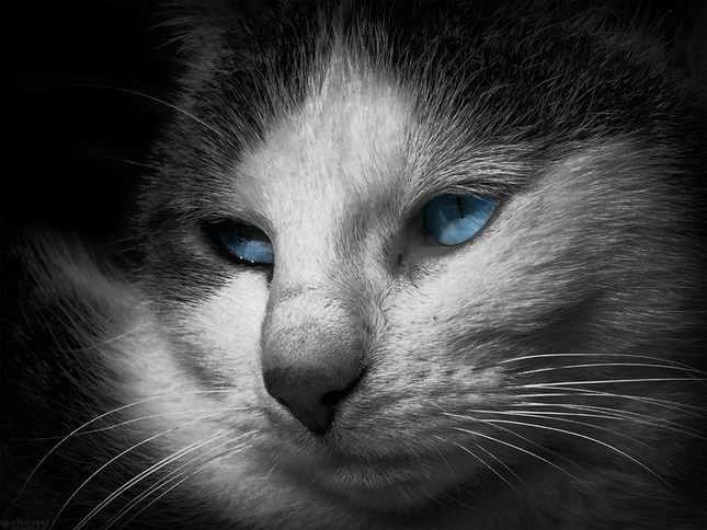 Blue-eyed beauty