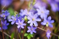 Hepatica Nobilis