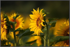 Slnecnica