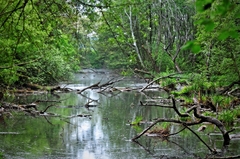 Pribratislavske mocariska