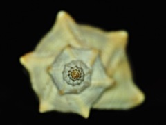 jadro