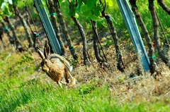 sprinter vo viniciach