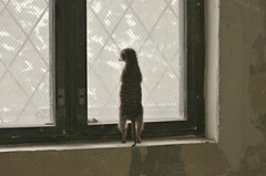 who let the dogs out