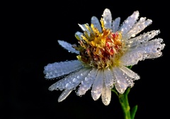 V rannej rose