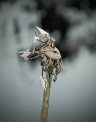End of Life