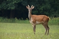 Cervus elaphus