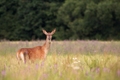Cervus elaphus