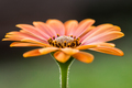 Gerbera