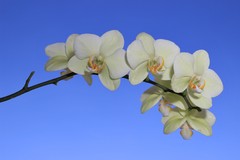 Orchidea