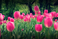 tulipány