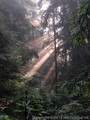 ***